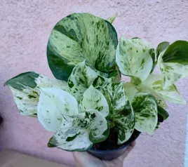 epipremnum-pinnatum-happy-leaf-sadzonka-12-o-20-cm