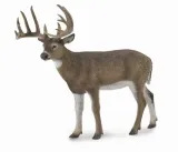 white-tailed-deer-stan-nowy