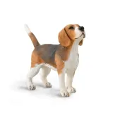 pies-beagle-stan-nowy