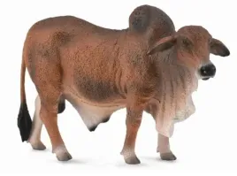 byk-czerwony-brahman