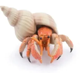 krab-pustelnik