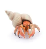 krab-pustelnik-stan-nowy
