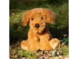 pies-cockapoo