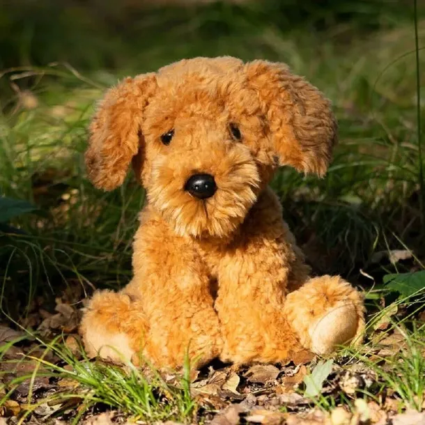 pies-cockapoo-plec-chlopcy-dziewczynki