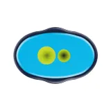 temperowka-griffix-niebieska-kod-producenta-4012700701268