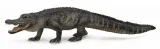 aligator-amerykanski-stan-nowy