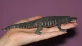 aligator-amerykanski-bohater-brak