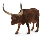 krowa-ankole-watusi