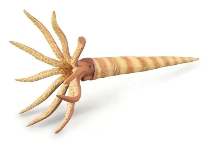 orthoceras