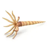 orthoceras-stan-nowy