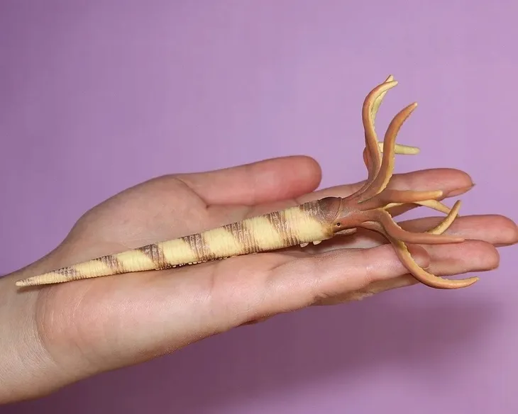 orthoceras-plec-chlopcy-dziewczynki