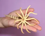 orthoceras-marka-collecta
