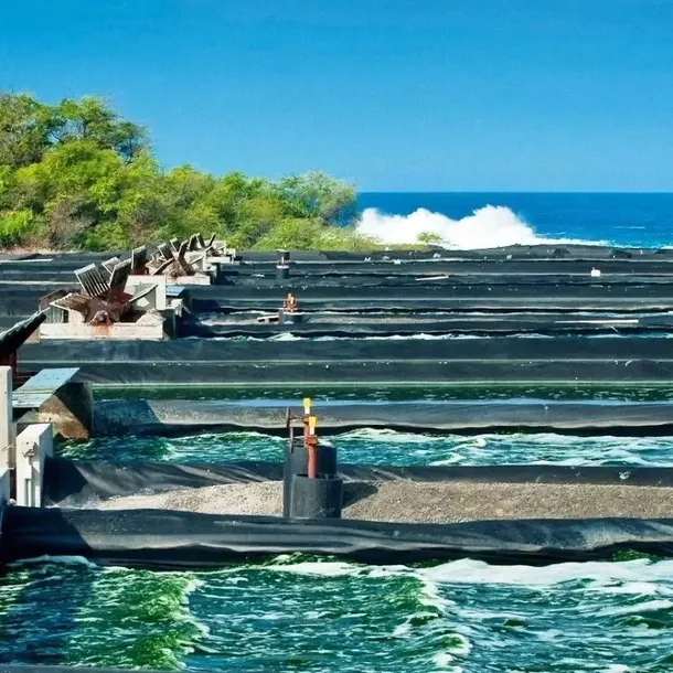 hawajska-spirulina-pacifica-200-tabl-cechy-dodatkowe-bezglutenowy-wegetarianski
