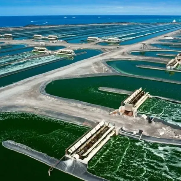 hawajska-spirulina-pacifica-200-tabl-stan-nowy