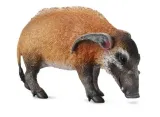 swinia-rzeczna