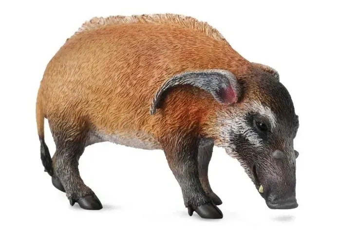 swinia-rzeczna