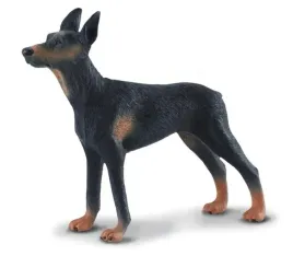 pies-doberman