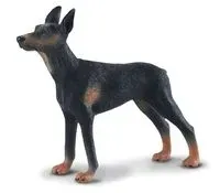 pies-doberman-stan-nowy