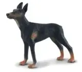 pies-doberman-stan-nowy
