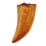 zab-tyranozaura-w-opakowaniu-plec-chlopcy-dziewczynki