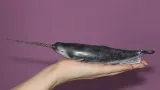 narwal-plec-chlopcy-dziewczynki