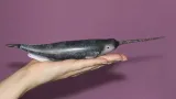 narwal-marka-collecta
