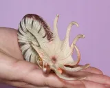 amonit-plec-chlopcy-dziewczynki