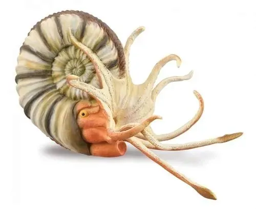 amonit-marka-collecta