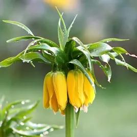 korona-cesarska-lutea-szachownica-zolta-1szt-duze-cebulki