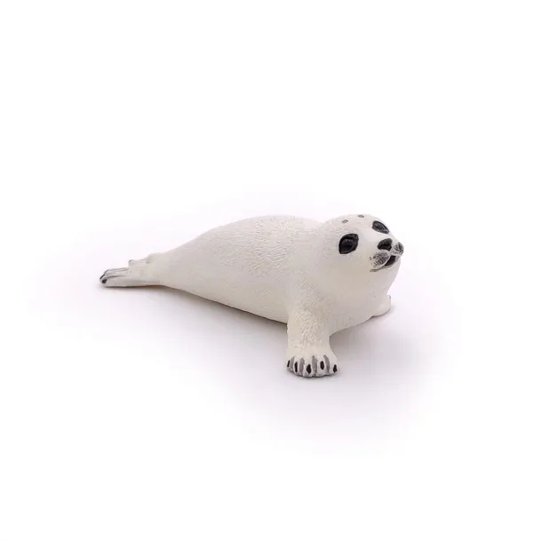 foka-mloda-marka-papo