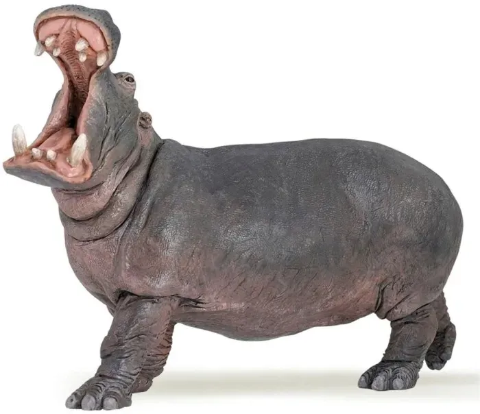 hipopotam