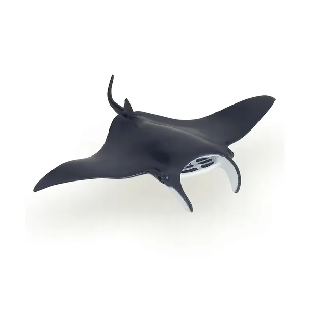 manta-stan-nowy