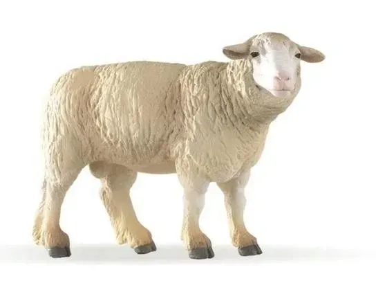 owca