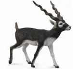 antylopa-blackbuck