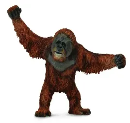 orangutan