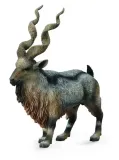 rogacz-tadjik-markhor