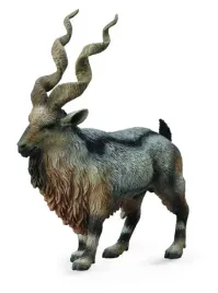 rogacz-tadjik-markhor