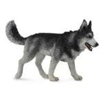pies-rasy-siberian-husky