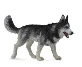 pies-rasy-siberian-husky