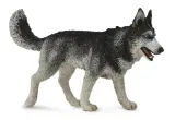 pies-rasy-siberian-husky-stan-nowy