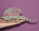 dinozaur-edaphosaurus-xl-plec-chlopcy-dziewczynki