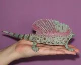 dinozaur-edaphosaurus-xl-marka-collecta