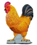 kogucik