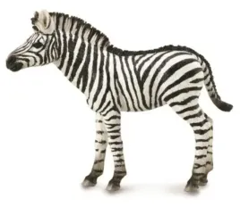 zebra-foal