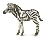 zebra-foal-stan-nowy