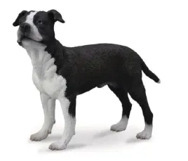 pies-amerykanski-saffordshire-terrier