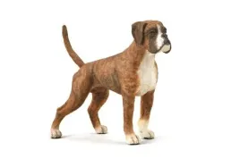 pies-boxer