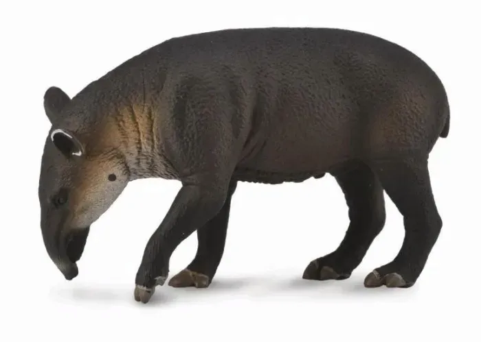 tapir-ciele-bairda