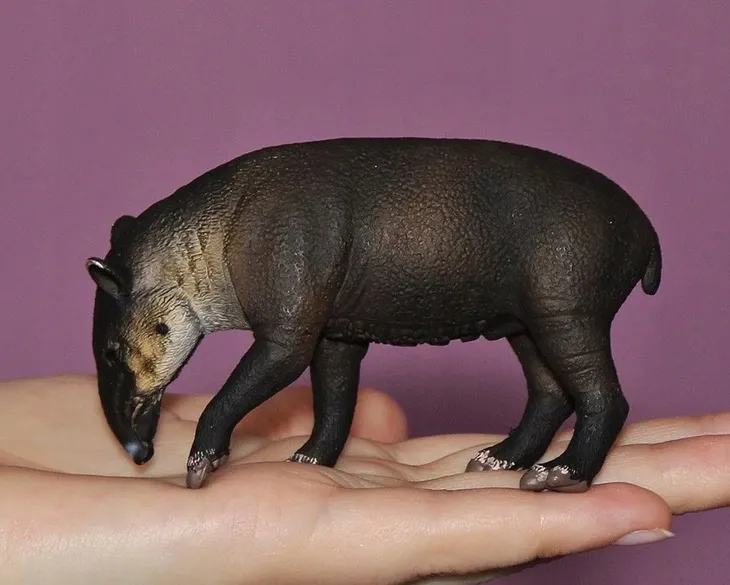 tapir-ciele-bairda-plec-chlopcy-dziewczynki