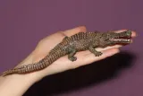 dinozaur-sarcosuch-plec-chlopcy-dziewczynki